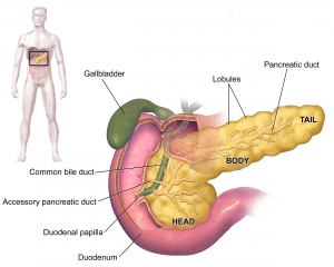 Anatomy of Pancrease