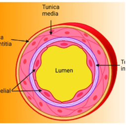 Structure of Artery